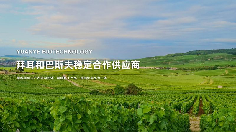 CDMO定制研发：揭秘医药创新背后的“幕后英雄